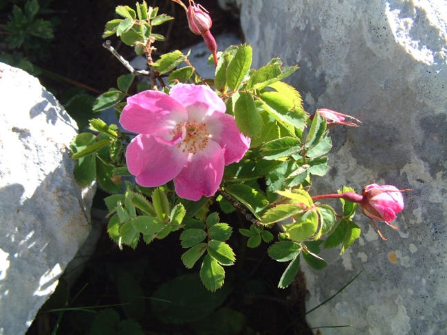 Rosa pendulina